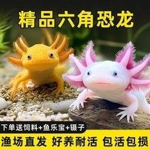 人工繁殖的六角恐龍魚價格是多少？（人工繁殖的六角恐龍魚價格是多少）