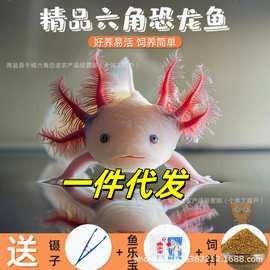人工繁殖的六角恐龍魚價格是多少？（人工繁殖的六角恐龍魚價格是多少）