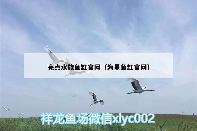 亮點水族魚缸官網（海星魚缸官網）