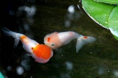 北京龍魚市場的價格范圍（20-30公分龍魚飼養技巧與注意事項）