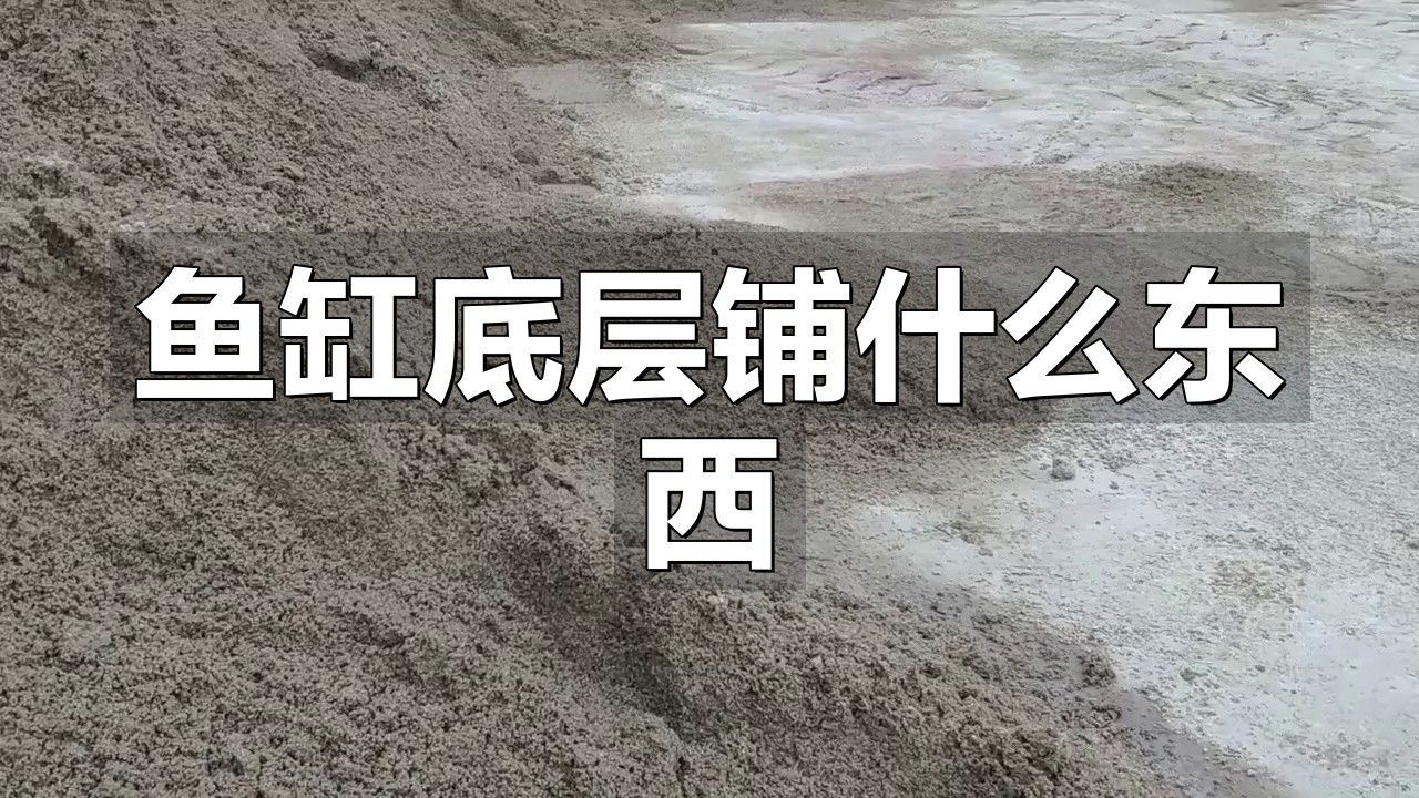 金龍魚魚缸造景需要哪些材料（龍魚魚缸造景基礎材料及注意事項）