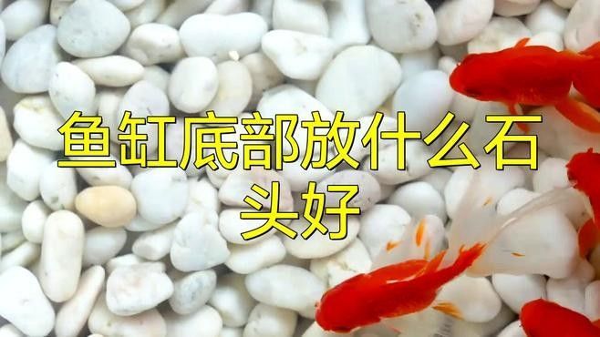 金龍魚魚缸造景需要哪些材料（龍魚魚缸造景基礎材料及注意事項）