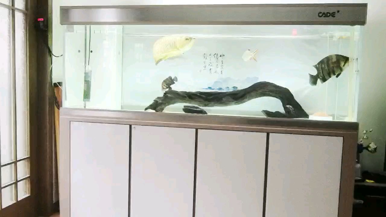 魚缸過濾器選購指南:自制魚缸過濾器魚缸上置過濾器對于養魚愛好者的必備知識 在過二個月就21歲了(21歲的我們) 龍魚論壇 在過二個月就21歲了(21歲的我們) 在過二個月就21歲了(21歲的我們) 龍魚論壇