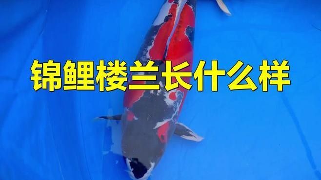 錦鯉樓蘭有哪些系列（錦鯉樓蘭有多貴） 錦鯉樓蘭有哪些系列（錦鯉樓蘭有多貴） 龍魚百科 第7張
