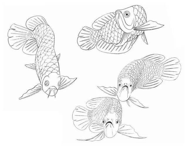 龍魚簡筆畫步驟（兒童簡筆畫之龍魚簡筆畫）