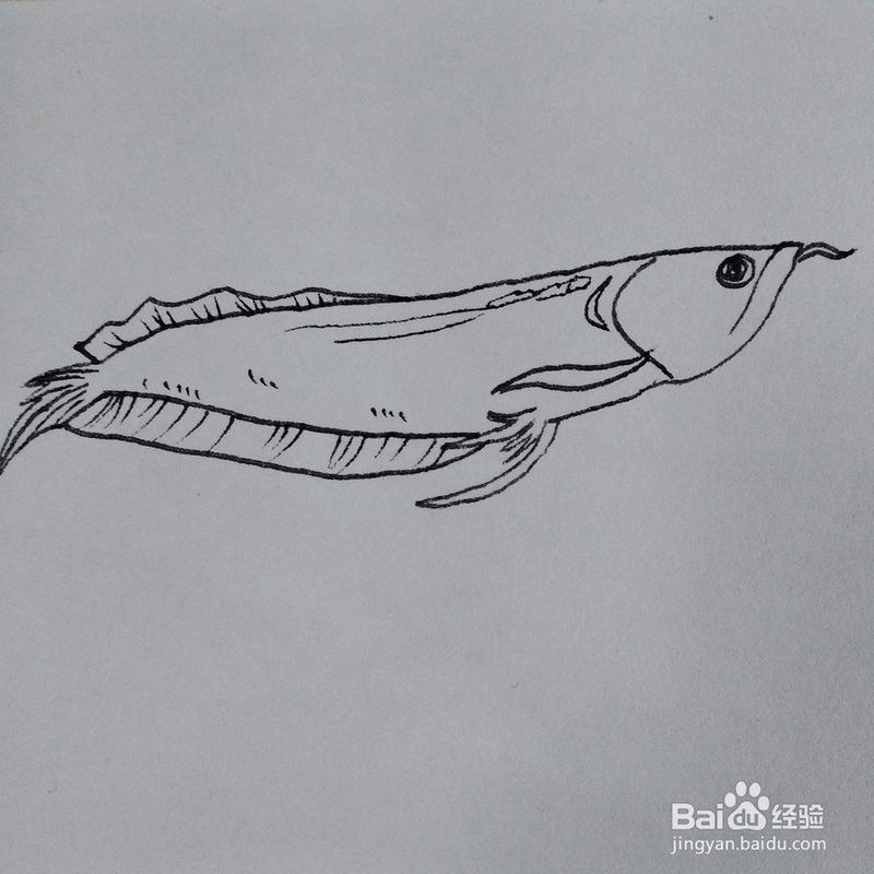 龍魚簡筆畫步驟（兒童簡筆畫之龍魚簡筆畫）