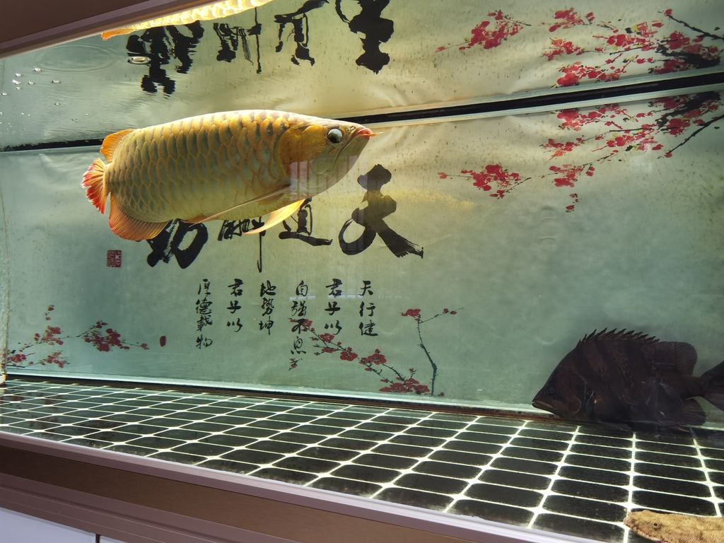 （全球變暖對海洋生態(tài)系統(tǒng)產(chǎn)生的影響） （全球變暖對海洋生態(tài)系統(tǒng)產(chǎn)生的影響） 龍魚論壇