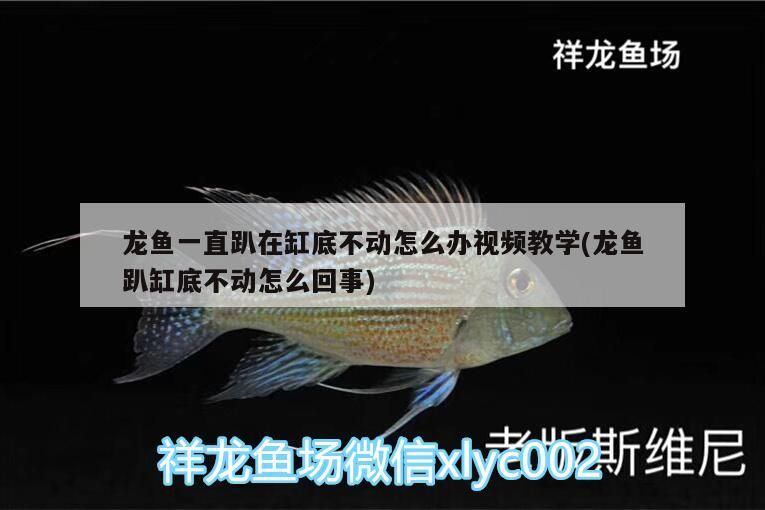 龍魚一直趴在缸底不動怎么辦視頻教學(xué)(龍魚趴缸底不動怎么回事)