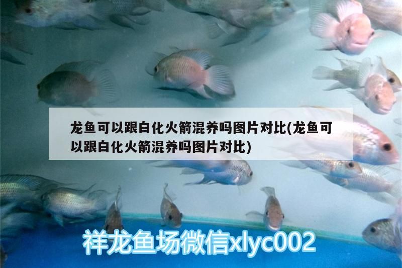 龍魚可以跟白化火箭混養嗎圖片對比(龍魚可以跟白化火箭混養嗎圖片對比)