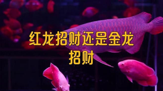如何判斷紅龍魚和招財魚是否適應？