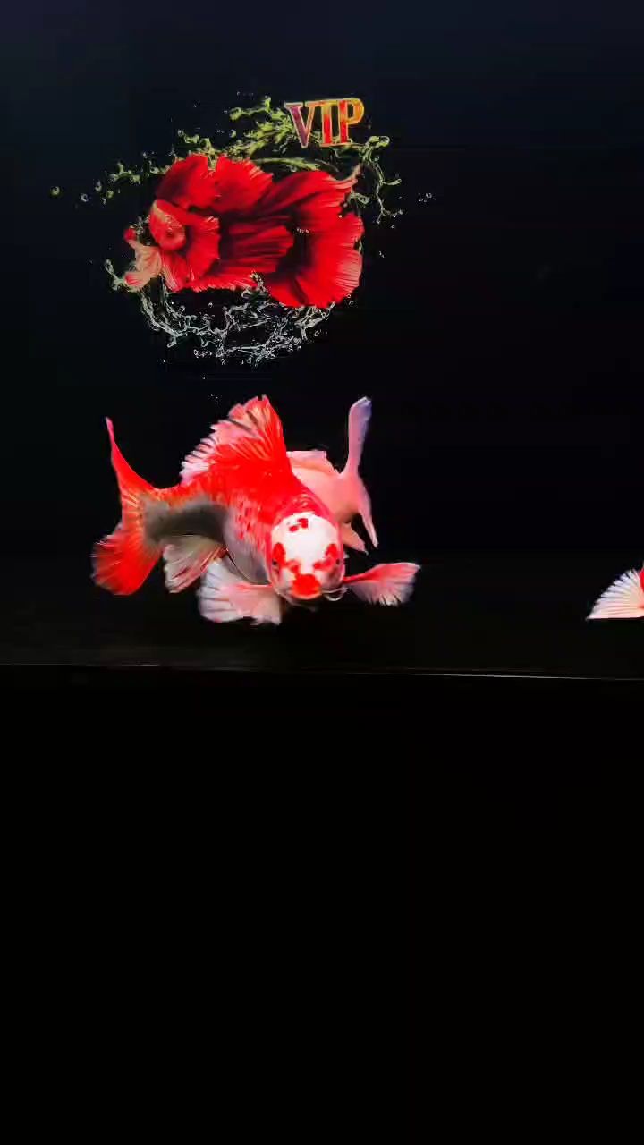蝴蝶鯉