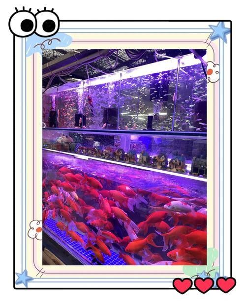 如何聯系濰坊龍魚專賣店（如何找到濰坊龍魚專賣店？）
