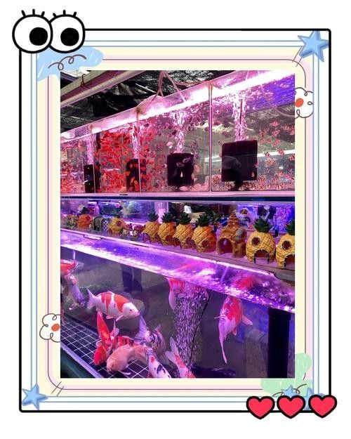 如何聯系濰坊龍魚專賣店（如何找到濰坊龍魚專賣店？）