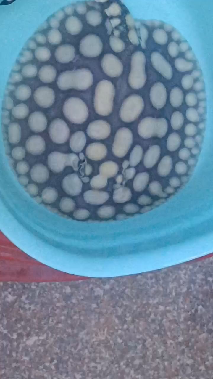 早安（\