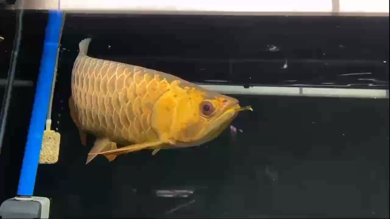 鯊魚嘴古典過背（鯊魚嘴古典過背藝術風格分析：鯊魚嘴古典過背）