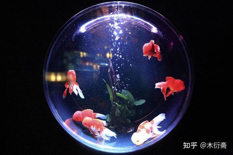如何在拍攝中避免魚缸反光？（拍攝魚缸反光怎么辦）