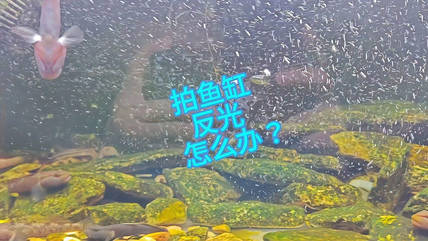 如何在拍攝中避免魚缸反光？（拍攝魚缸反光怎么辦）
