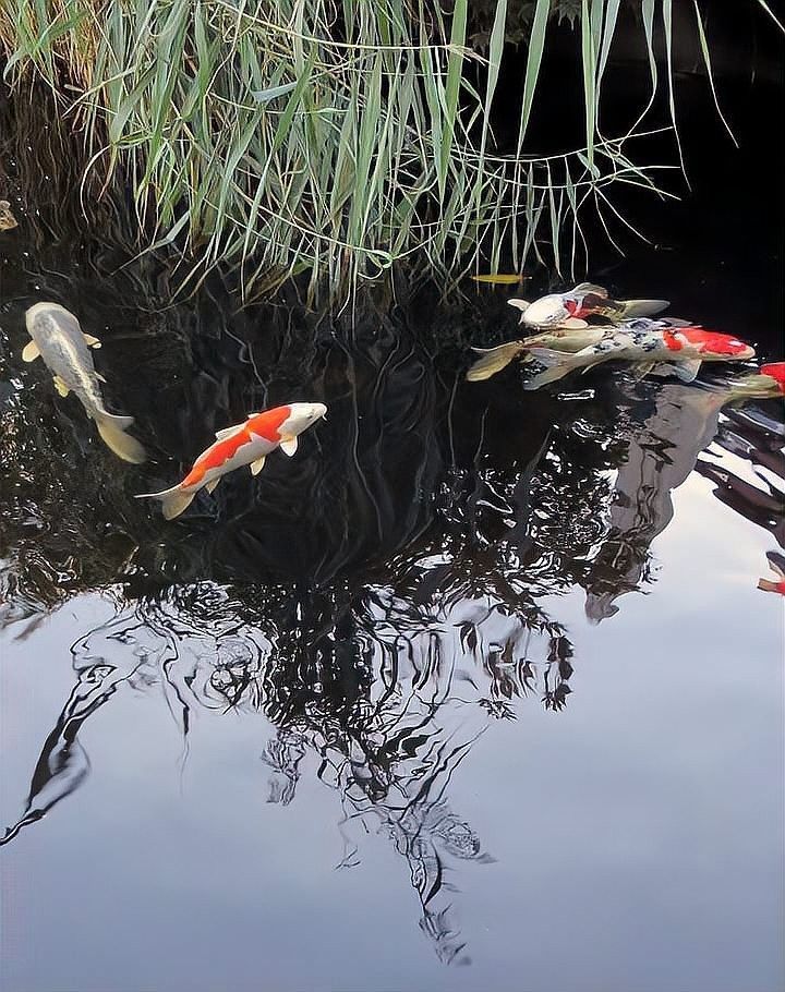 如何在拍攝中避免魚缸反光？（拍攝魚缸反光怎么辦）