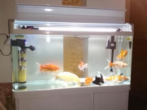 翹嘴魚和龍魚的區(qū)別（翹嘴魚和龍魚的區(qū)別圖片）（翹嘴魚和龍魚有什么區(qū)別？）