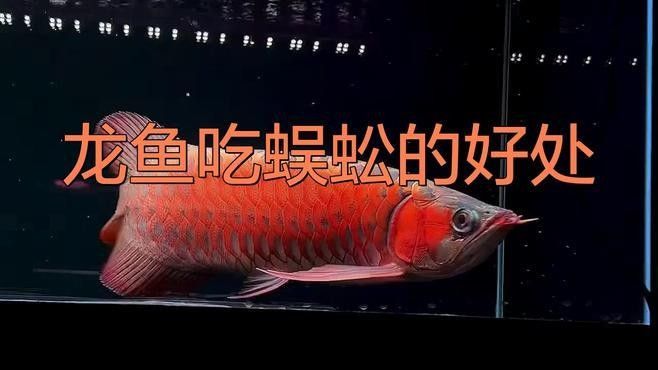 金龍魚吃什么昆蟲比較好 金龍魚吃什么昆蟲比較好 龍魚百科 第2張