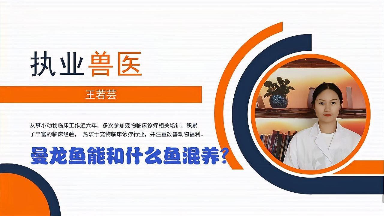 哪些魚(yú)種與藍(lán)曼龍混養(yǎng)最佳