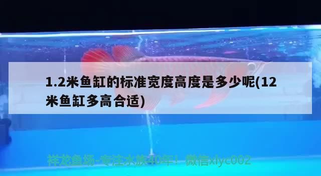 1.2米魚缸的標準寬度高度是多少呢(12米魚缸多高合適)