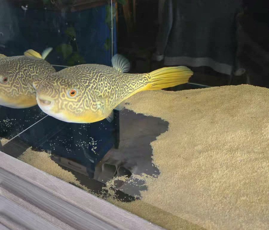 超大尺寸43公分野生皇冠狗頭魚低價出（沙僧水族評論：超大尺寸43公分野生皇冠狗頭魚低價出）