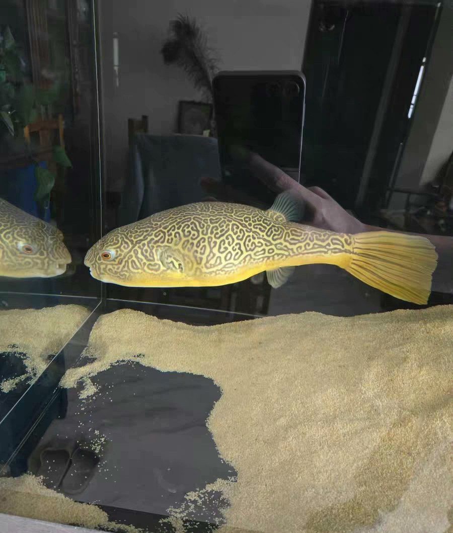 超大尺寸43公分野生皇冠狗頭魚低價出（沙僧水族評論：超大尺寸43公分野生皇冠狗頭魚低價出）