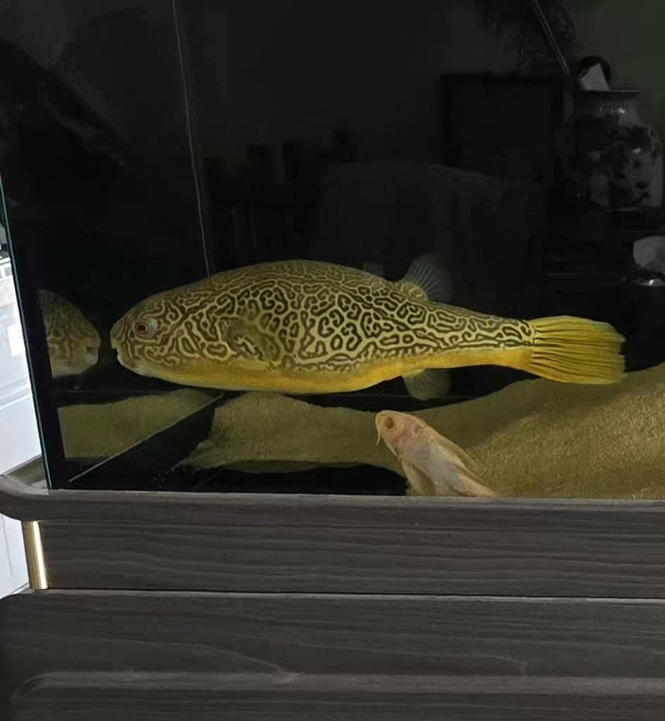 超大尺寸43公分野生皇冠狗頭魚低價出（沙僧水族評論：超大尺寸43公分野生皇冠狗頭魚低價出）