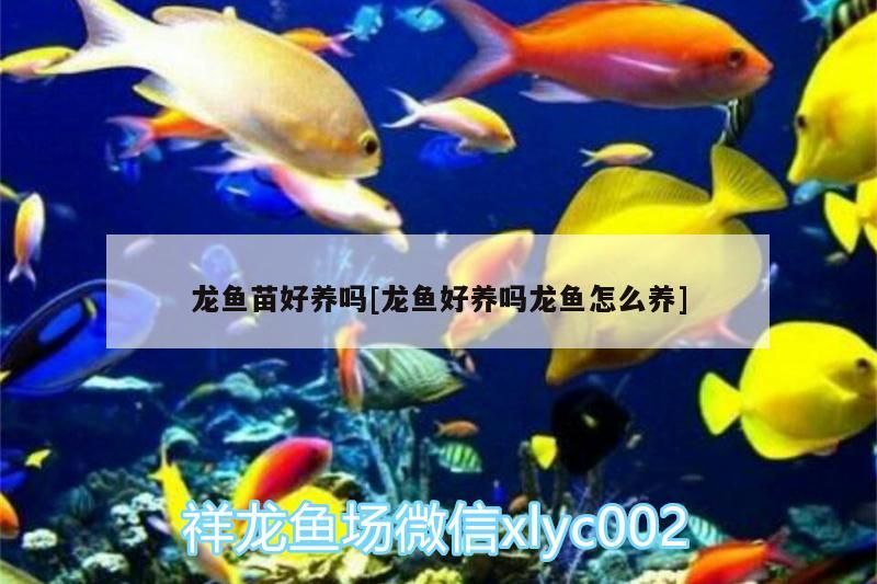 龍魚苗好養嗎[龍魚好養嗎龍魚怎么養]