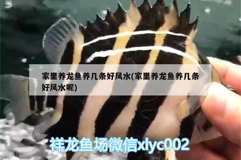 家里養(yǎng)龍魚(yú)養(yǎng)幾條好風(fēng)水(家里養(yǎng)龍魚(yú)養(yǎng)幾條好風(fēng)水呢)