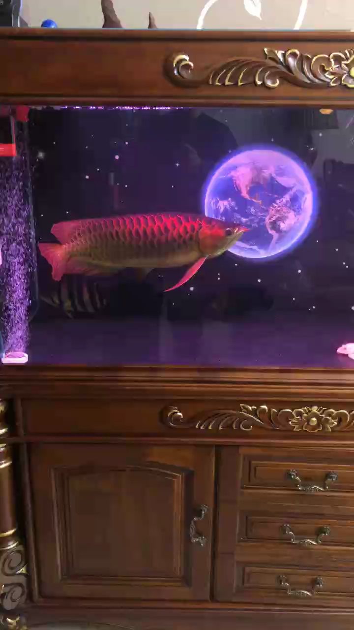 下班回家看看魚，放松放松心情（下班后回家看看魚，放松放松心情）