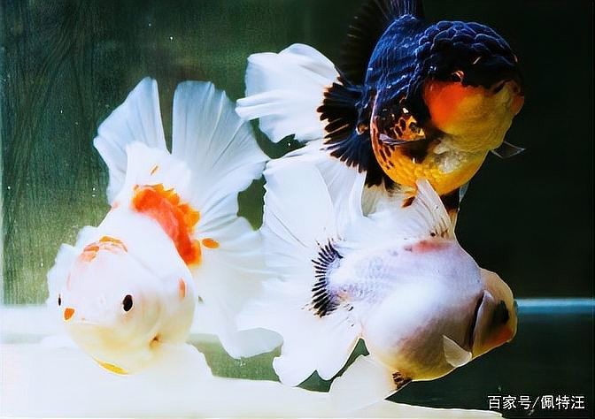 2米魚缸可以養幾條泰獅？
