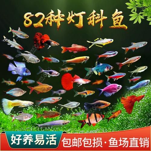 混養時如何預防疾病？