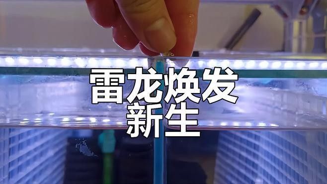 如何判斷雷龍魚(yú)是否健康（如何判斷雷龍魚(yú)的健康狀況）