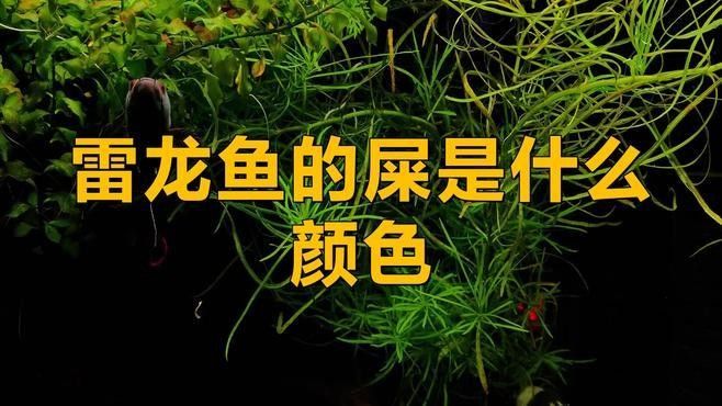 如何判斷雷龍魚(yú)是否健康（如何判斷雷龍魚(yú)的健康狀況）