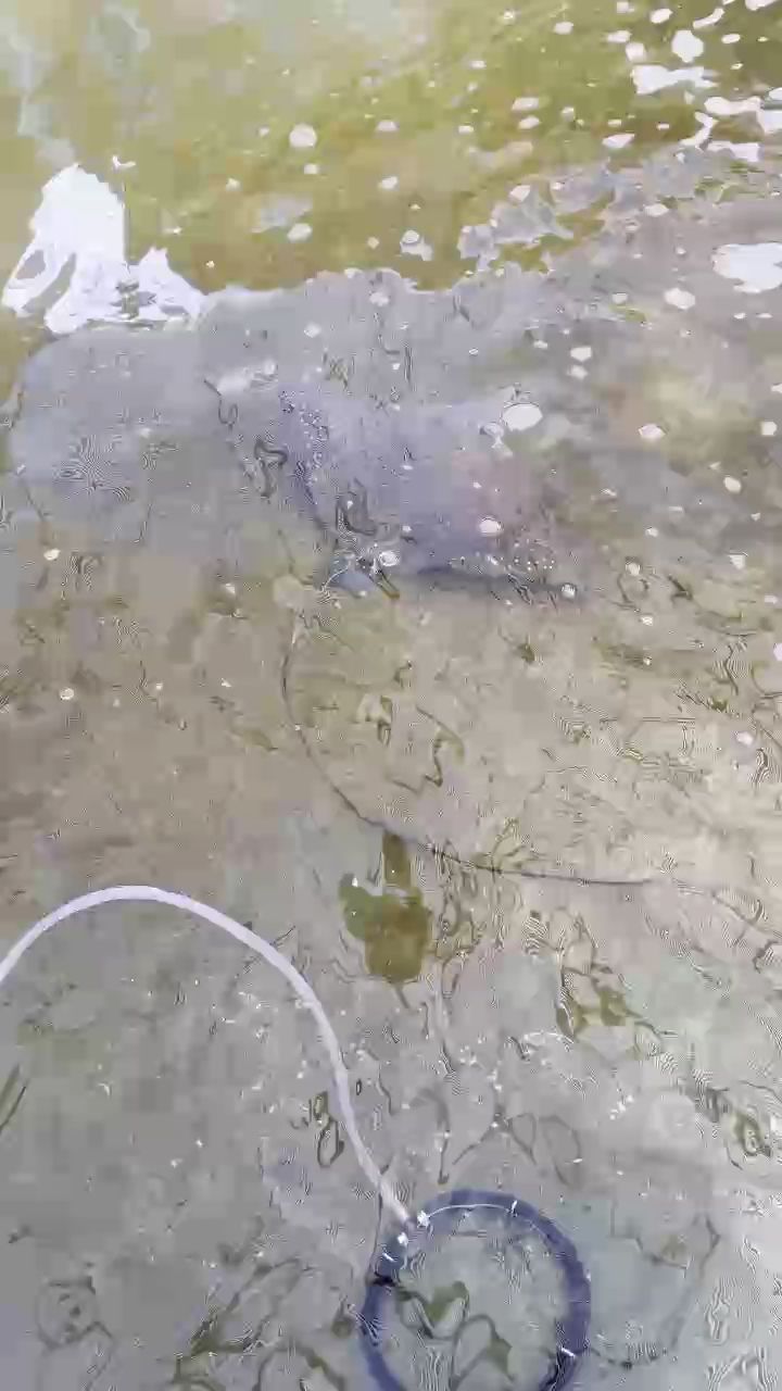 樂東龍魚的飼養難度如何？，樂東龍魚市場價格是多少樂東龍魚新手飼養checklist
