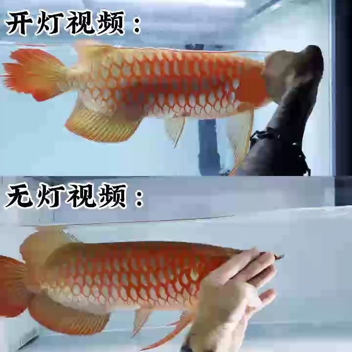 魚友們經常說萬隆天王的超冠F2系列關燈下的表現比他們缸里開神燈的魚還要紅，紅龍屆還有句話叫一紅遮百丑，關于紅龍魚的發色您有何見解呢?