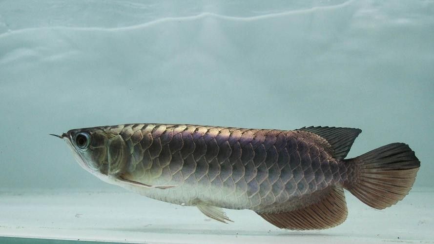 民勤哪個水族館龍魚好？祥龍魚場龍魚（廣州龍魚祥龍魚場·進口元寶鳳凰魚飼養全指南）