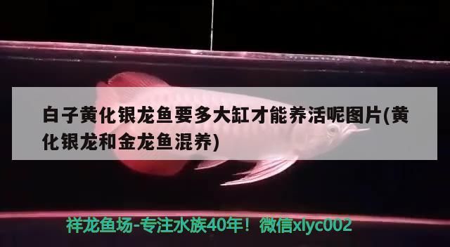 白子黃化銀龍魚要多大缸才能養(yǎng)活呢圖片(黃化銀龍和金龍魚混養(yǎng))