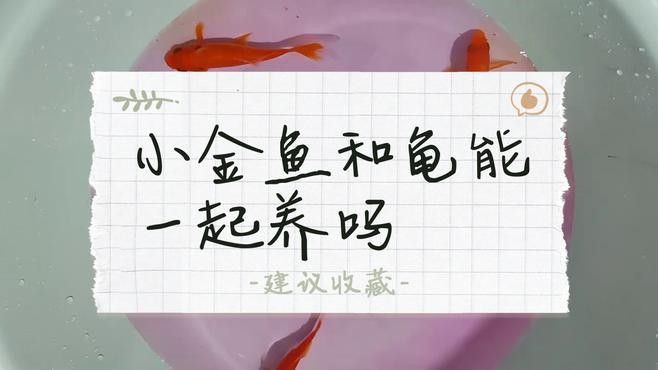 草龜和金魚混養需要注意什么 草龜和金魚混養需要注意什么 龍魚百科 第1張