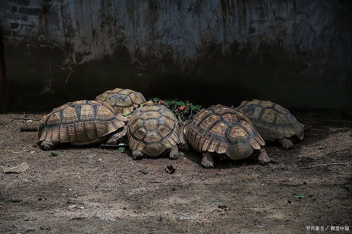草龜和金魚混養需要注意什么 龍魚百科 第11張 草龜和金魚混養需要注意什么 草龜和金魚混養需要注意什么 龍魚百科 第11張
