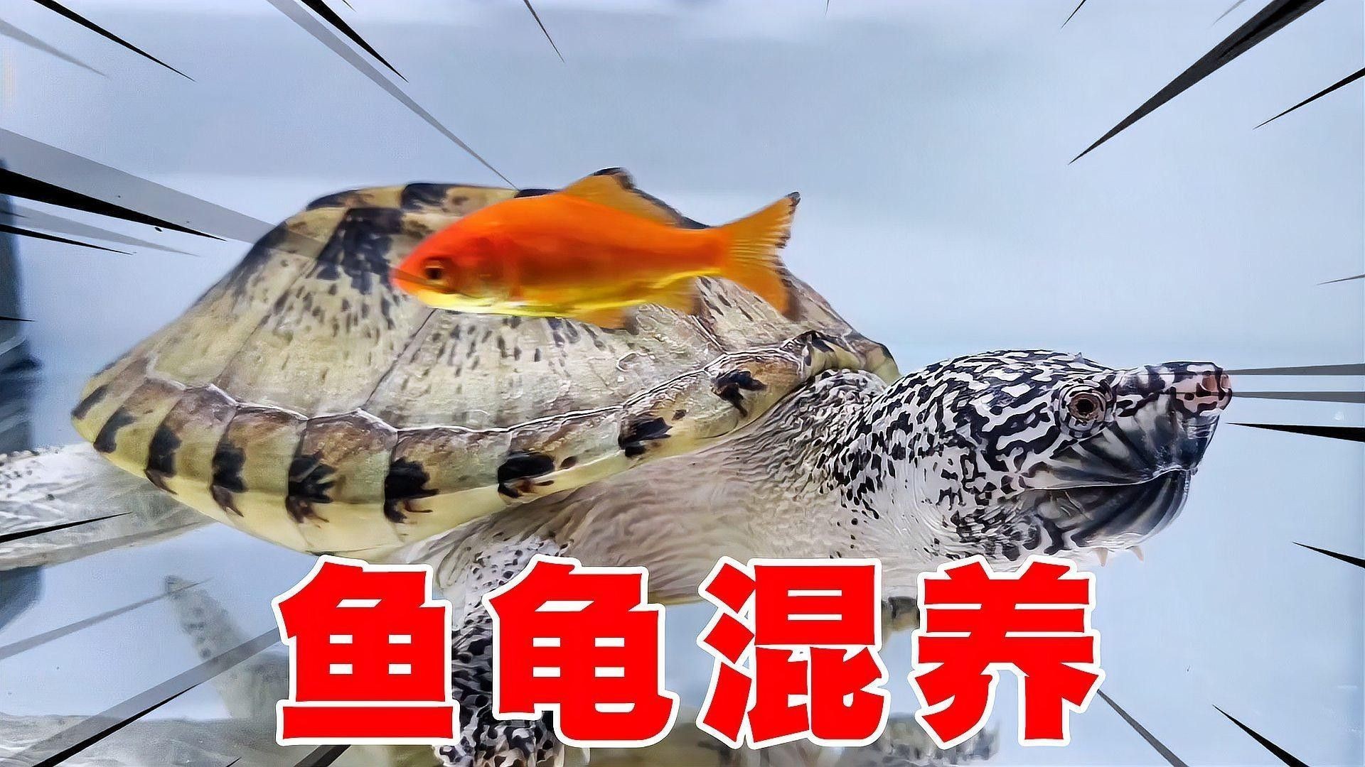 草龜和金魚混養需要注意什么 草龜和金魚混養需要注意什么 龍魚百科 第3張