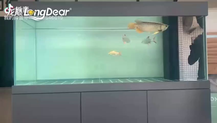 金龍（唐某畫評論：金龍的形象通常呈現為蜿蜒盤旋的姿態）