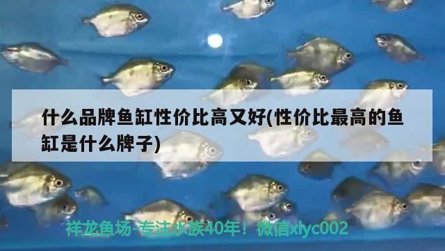 什么品牌魚缸性價比高又好(性價比最高的魚缸是什么牌子)