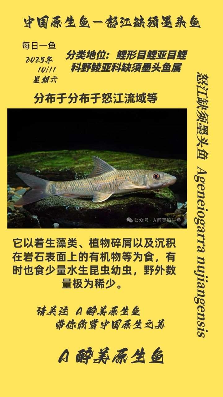 怒江缺須墨頭魚