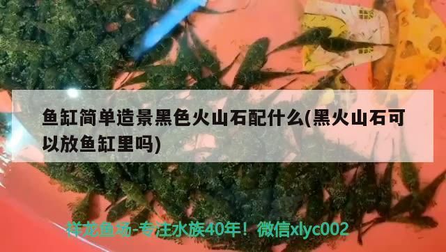 魚缸簡(jiǎn)單造景黑色火山石配什么(黑火山石可以放魚缸里嗎)