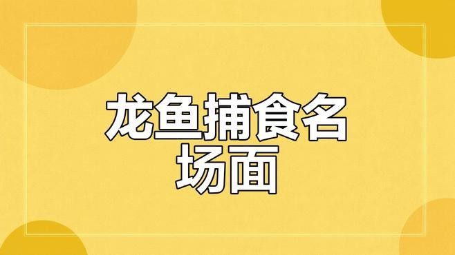 如何找到更多金龍魚捕食的視頻