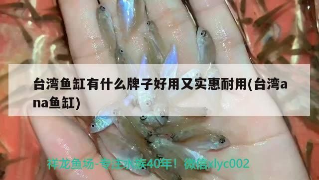 臺灣魚缸有什么牌子好用又實惠耐用(臺灣ana魚缸)