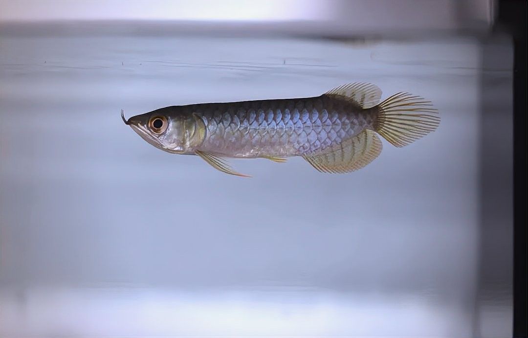 龍魚缸背景顏色如何選擇